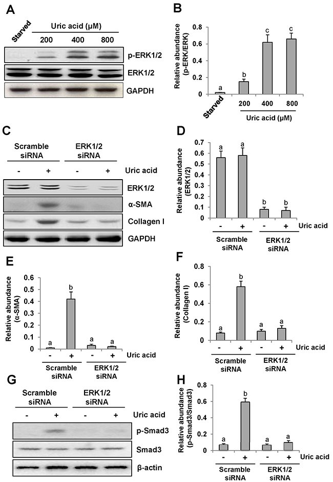 Uric acid dose-dependently induces ERK1/2 phosphorylation in cultured renal interstitial fibroblasts and the effect of ERK1/2 silencing on the activation of renal interstitial fibroblasts.