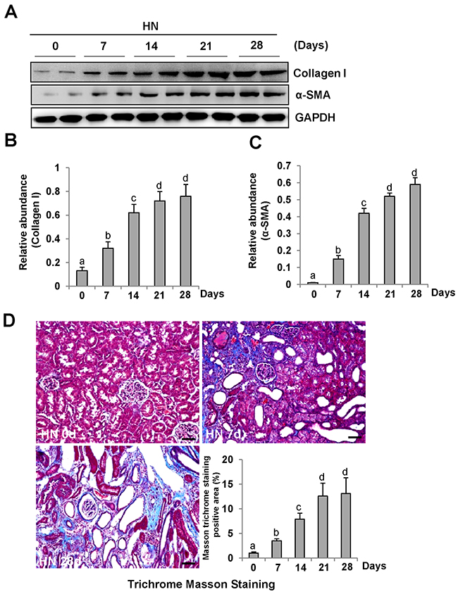 Activation of renal interstitial fibroblasts in the kidney of hyperuricemic rats in a time-dependent manner.