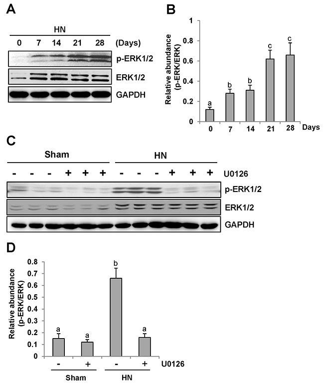 U0126 inhibits ERK1/2 activation in the kidney of hyperuricemic rats.