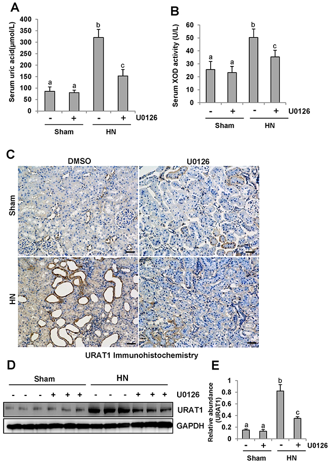 ERK1/2 inhibition reduced serum uric acid and XOD activity and preserved the expression of one key urate transporters.