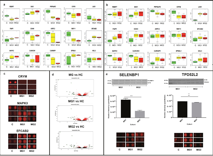 Significantly dysregulated autoantibodies.