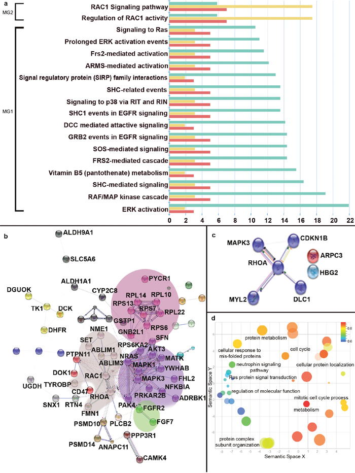 Enrichment analysis of significantly dysregulated autoantibodies.