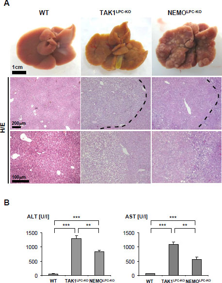 Vucur_figure_2.pdf