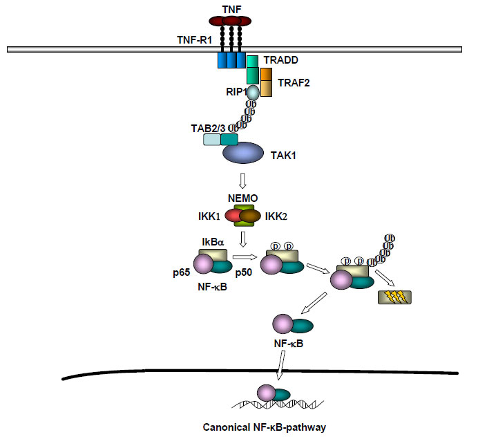 Vucur_figure_1.pdf