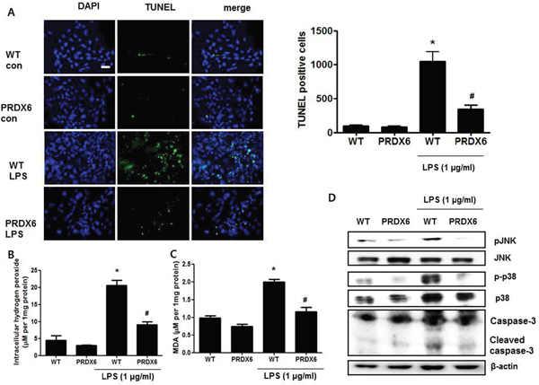 LPS-induced apoptotic cells and activation of MAPK were decreased in the primary renal proximal tubular cells from PRDX6 mice compared to cells form WT mice.