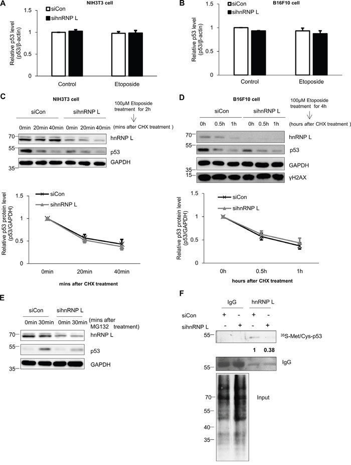 hnRNP L controls the expression of p53 through translational regulation.