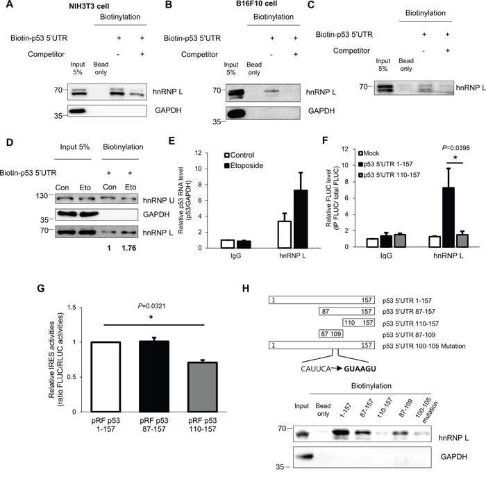 hnRNP L interacts with p53 mRNA and the binding apparently increases after DNA damage.