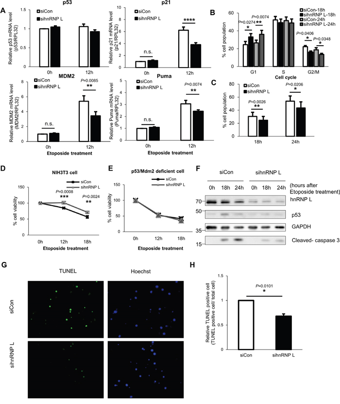 Reduction of hnRNP L downregulates p53 expression and relieves cell cycle arrest and DNA damage-induced apoptosis of NIH3T3 cells.