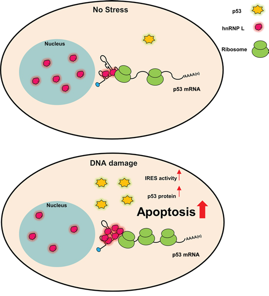 Model for p53 IRES-mediated translation activated by hnRNP L in normal and DNA damage conditions.