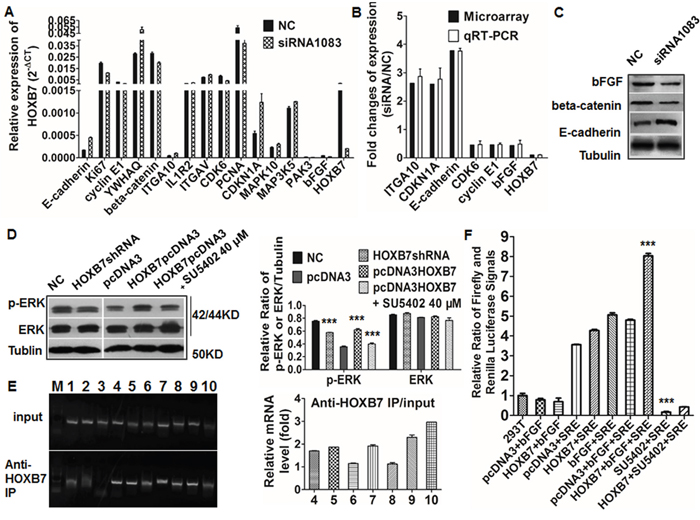 Validation gene changes after HOXB7 siRNA and its interaction with bFGF.