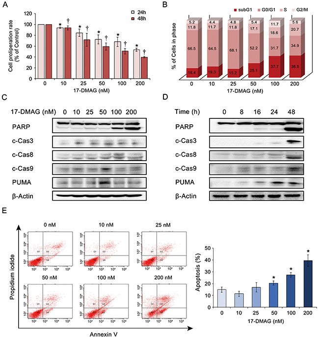 17-DMAG effects on the proliferation and apoptosis of AGS gastric cancer cells.