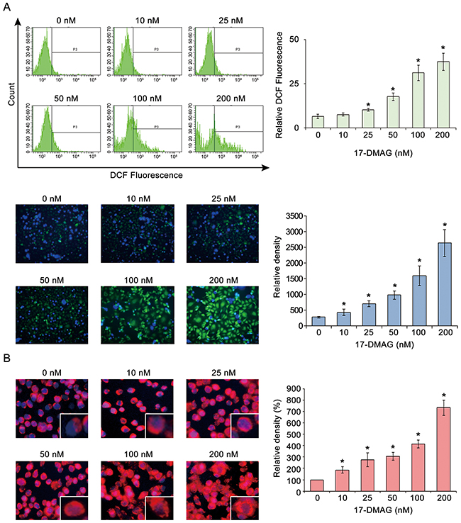 17-DMAG effects on ROS in AGS gastric cancer cells.