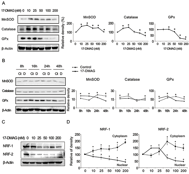 17-DMAG effects on the expression of antioxidant enzymes and NRFs (NRF-1 and NRF-2) in gastric cancer cells (A-B) Western blot analysis to show the effects of 17-DMAG on the expression of antioxidant enzymes.