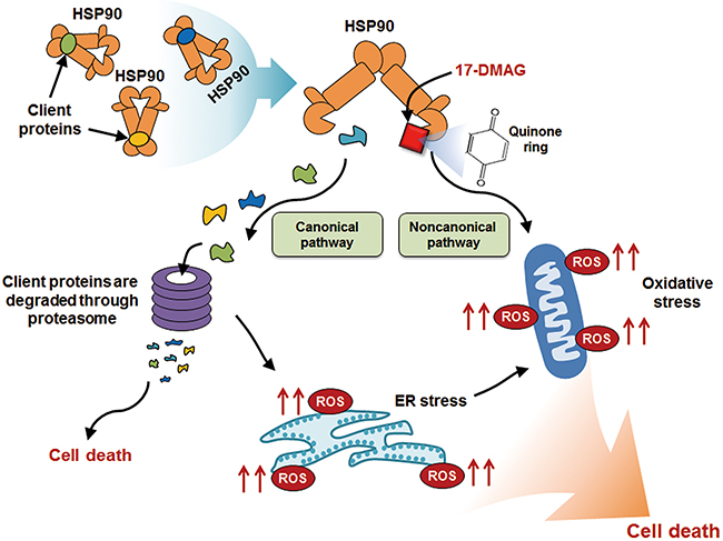 Possible anticancer action mechanism of 17-DMAG against gastric cancer cells.