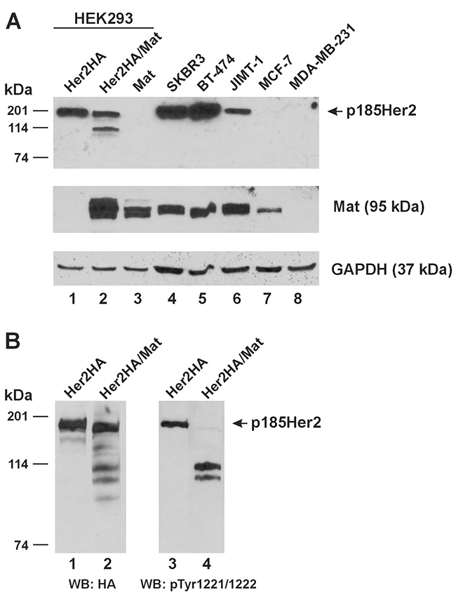 Relative expression of Her2 and matriptase in experimental cell lines and cleavage of phosphorylated Her2 by matriptase.