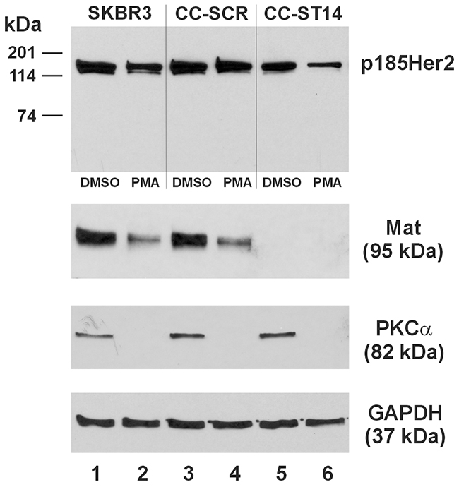Matriptase knockout enhances PMA-induced Her2 turnover in SKBR3 human breast cancer cells.