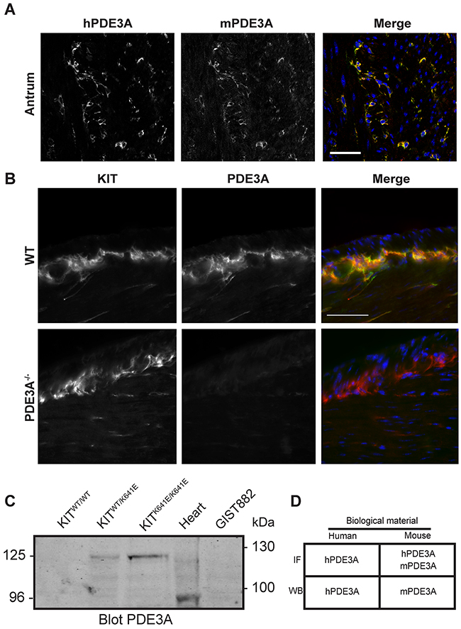 Validation of PDE3A antibodies in mouse antrum.