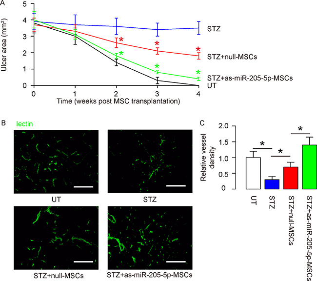 Depletion of miR-205-5p in grafted MSCs increases their therapeutic potential in DF.