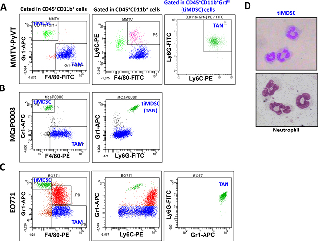 Phenotypes of tumor-infiltrating myeloid cell populations in breast tumor models.