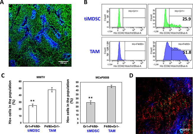 TiMDSC is preferentially localized in hypoxic/necrotic areas in breast tumor models.