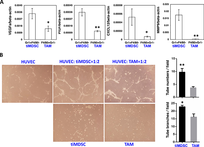 TiMDSC is more pro-angiogenic than TAM.