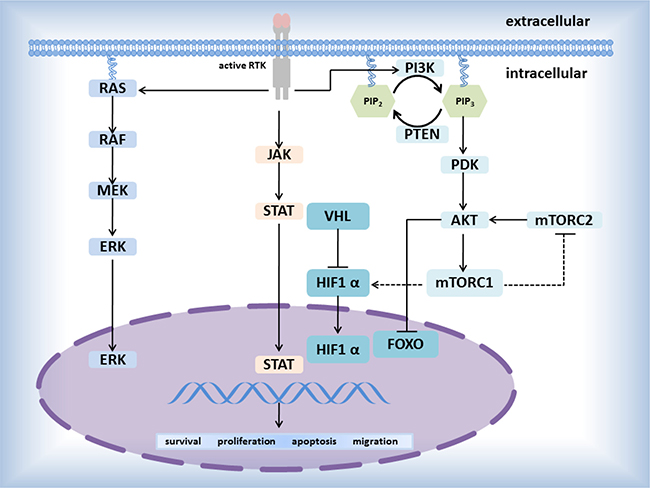 Pathways mediated by RTKs.