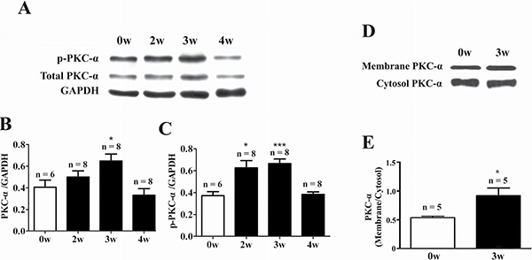 Up-regulation of PKC-&#x03B1; protein expression and activity in the heart of EAM rats.