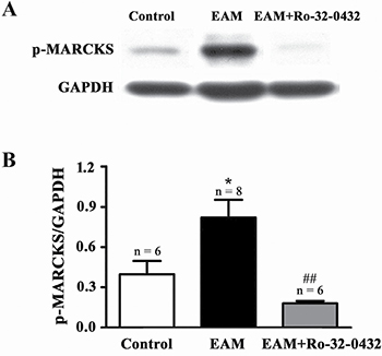 Ro-32-0432 suppresses EAM-induced activation of PKC in the heart.