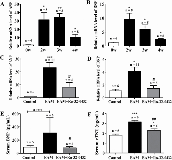 Ro-32-0432 suppresses heart failure biomarkers in the heart of EAM rats.