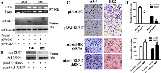 Overexpression of KLF17 inA549 and H322 cells inhibited the invasiveness of lung adenocarcinoma cells.