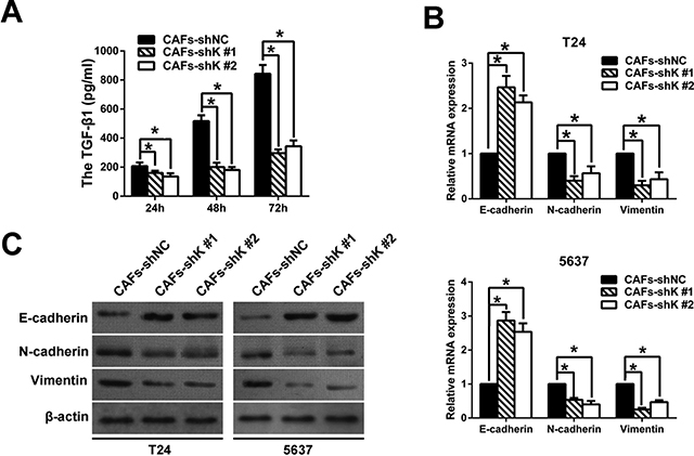 Kindlin-2 knockdown in CAFs changes the expression of EMT markers of co-cultured bladder cancer cells.