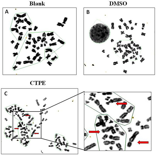 The karyotype representatives of chromosome structure distortion in BEAS-2B cells by G band staining at passage 30 in Blank, DMSO and CTPE groups.