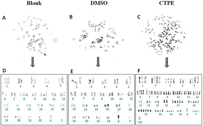 The representatives of the karyotype of BEAS-2B cells by R band staining at passage 30 in Blank, DMSO and CTPE groups.