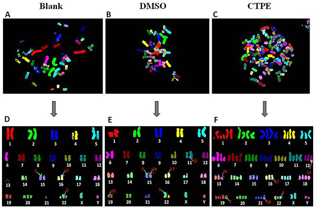 The representatives of the karyotype of BEAS-2B cells by M-FISH at passage 30 in Blank, DMSO and CTPE groups.