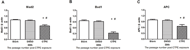 The mRNA expression of Mad2, Bub1 and APC in BEAS-2B cells at passage 30 in Blank, DMSO and CTPE groups.