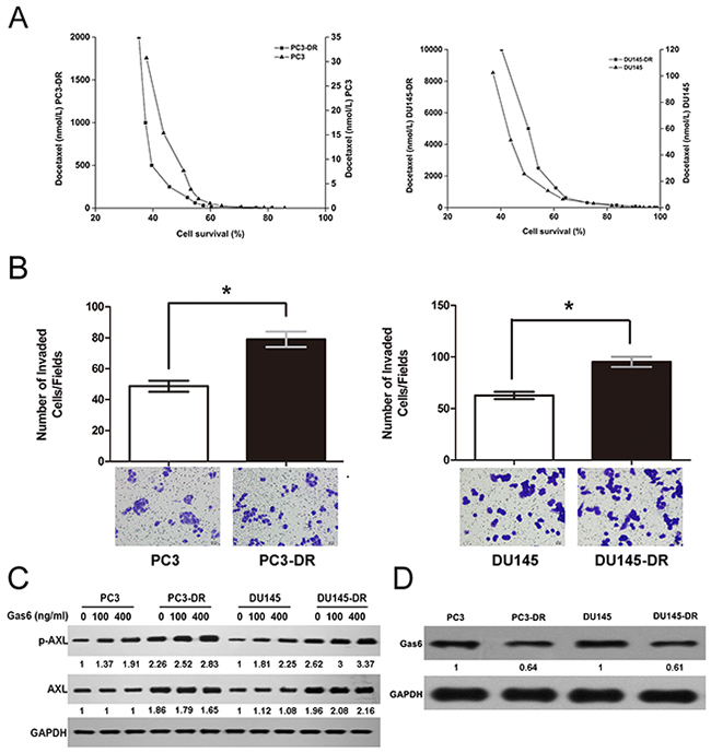 AXL is upregulated and activated independent of Gas6 in docetaxel-resistant cells.