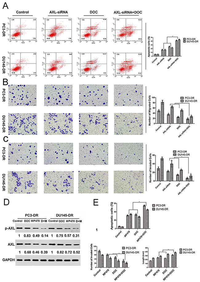 AXL inhibition effectively induces apoptosis and reduces the migration and invasion of docetaxel-resistant prostate cancer cells.