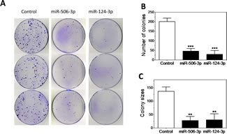 Characterization of the tumor suppressive function of miR-506-3p/miR-124-3p family.