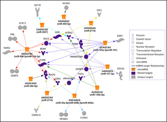The predicted differentiation-inducing targetome network for the identified 14 differentiation-inducing miRNAs.