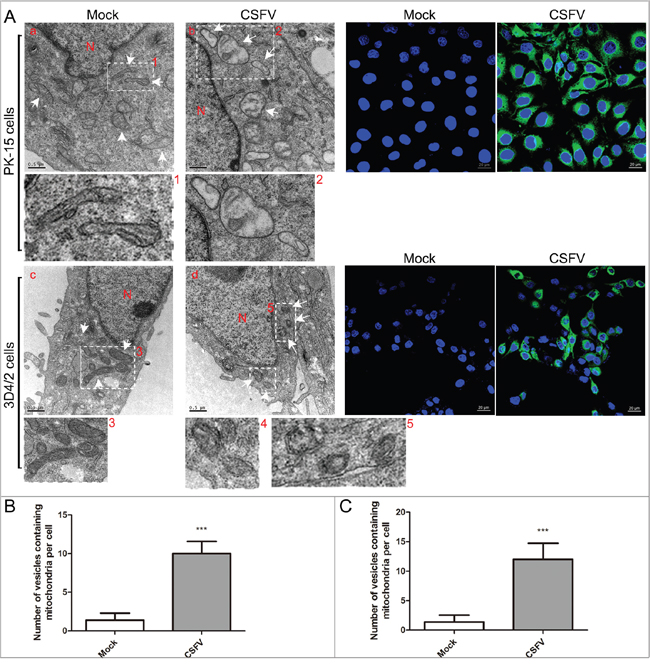 CSFV infection induced abnormal mitochondria and the formation of mitophagosomes in PK-15 and 3D4/2 cells.