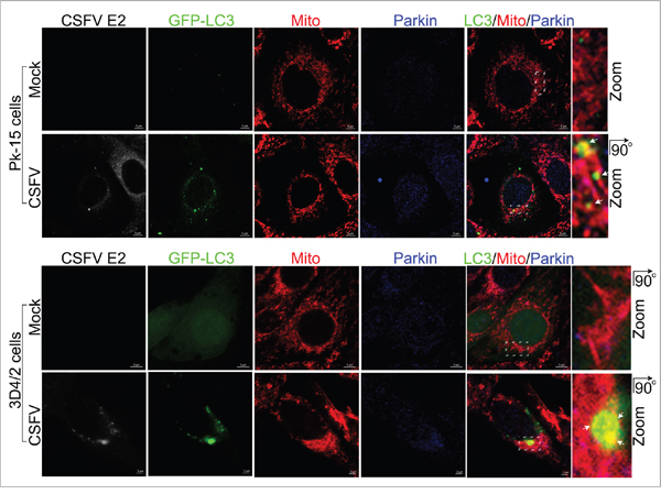 Confocal microscopy images showing mitophagosome formation associated with Parkin in CSFV-infected cells.