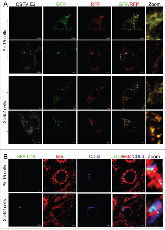 Complete mitophagy induced by CSFV infection.