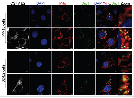 Translocation of Drp1 into mitochondria induced by CSFV infection.