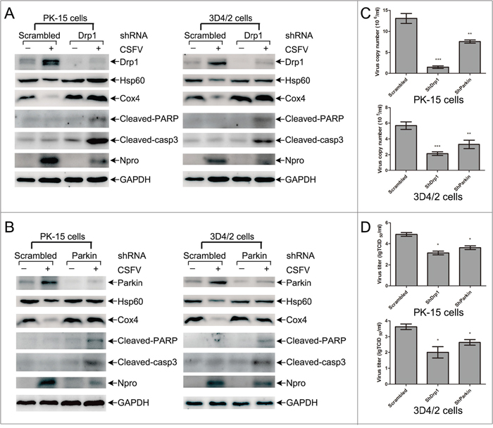 Mitochondrial proteins, replication of CSFV and apoptosis in CSFV-infected cells transfected with shRNA targeting Drp1 and Parkin.