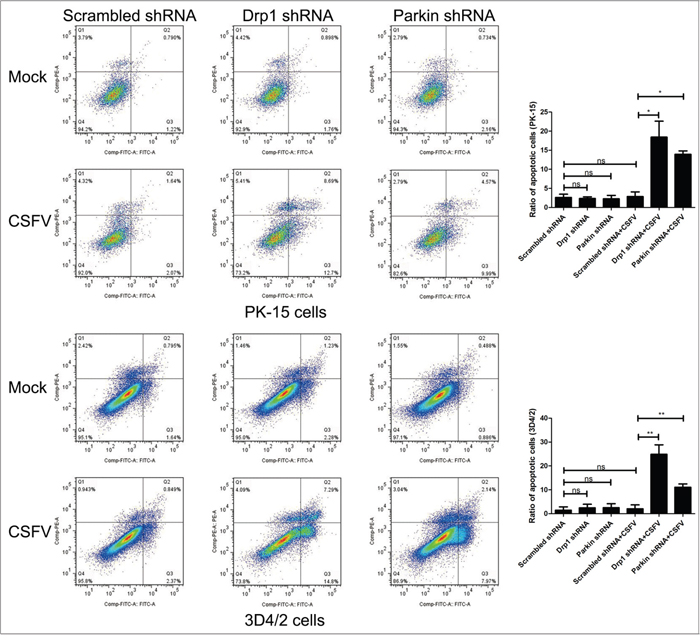 Inhibition of the expression of Drp1 or Parkin gene with target-specific shRNA promotes apoptosis of CSFV-infected cells.