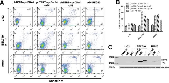 Detecting tumor targeting and cytotoxicity of ADI regulated by phTERTe promoter.