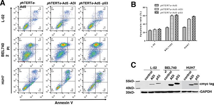 Apoptosis efficiency induced by ADI adenovirus in L-02, BEL7402 and HUH7 cells.