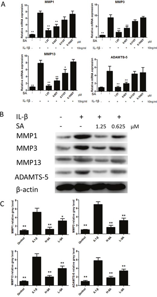 Sanguinarine (SA) inhibited interleukin (IL)-1&#x03B2;-induced matrix metalloproteinase-1 (MMP1), MMP3, MMP13, and A disintegrin and metalloproteinase with thrombospondin motifs (ADAMTS)-5 expression in chondrocytes.