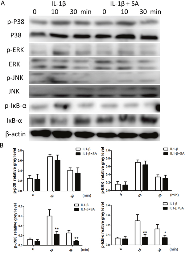 Sanguinarine (SA) inhibits interleukin (IL)-1&#x03B2;-induced nuclear factor (NF)-&#x03BA;B and c-Jun N-terminal kinase (JNK) activation in chondrocytes.