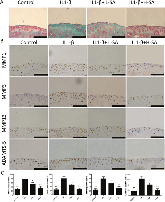 Effect of sanguinarine (SA) on interleukin (IL)-1&#x03B2;-induced cartilage matrix degradation ex vivo.